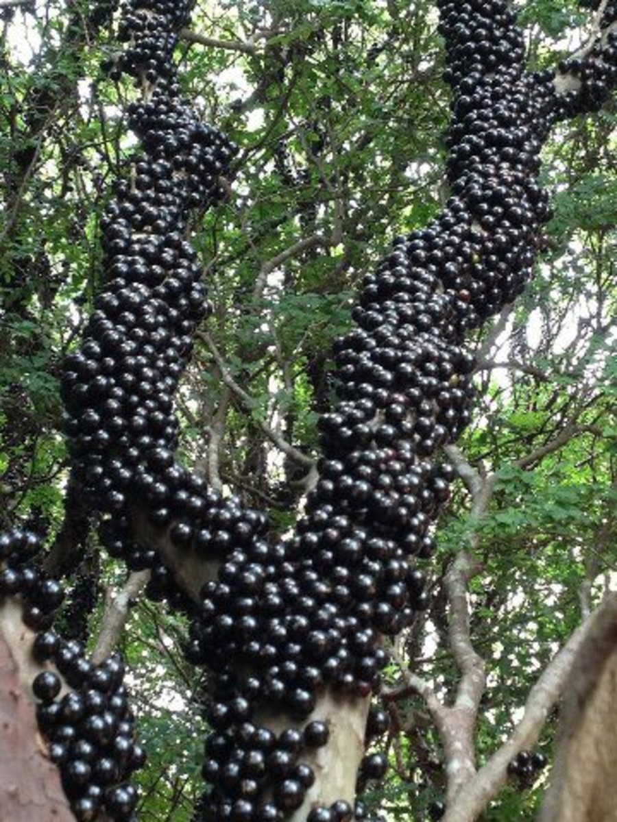 Jabuticaba Fruit