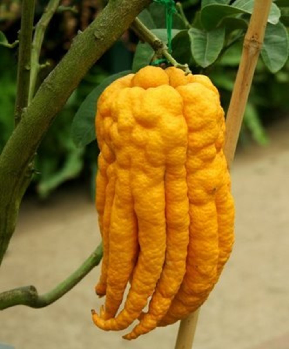 Buddha's Hand (Buddha's Fingers)